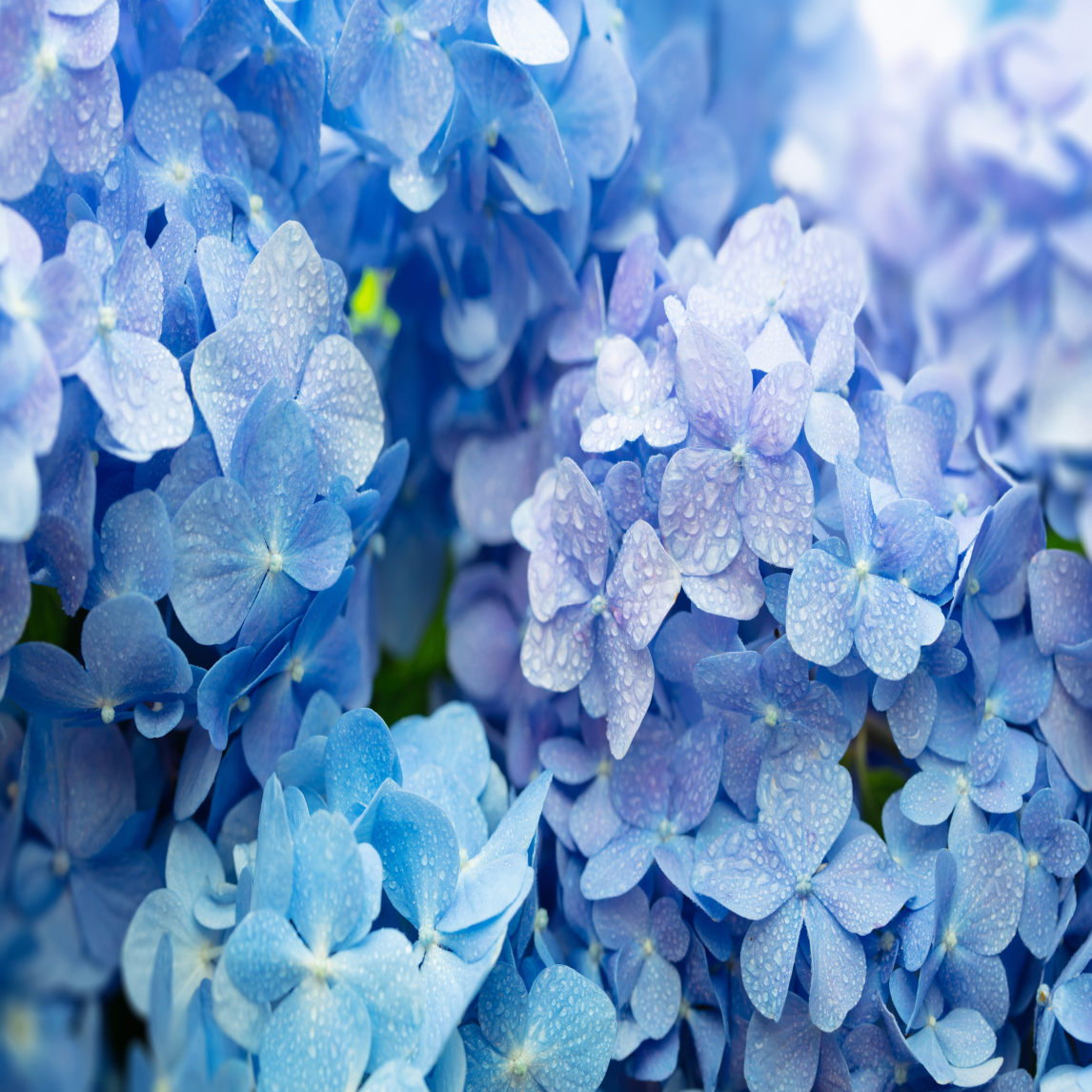 Blue Hydrangeas